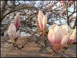 Dwie witynie- magnolia