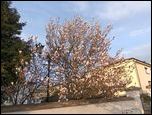 Dwie witynie- magnolia