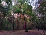Park w Podkowie