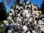 Magnolia gwiadzista