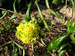 Mahonia pospolita