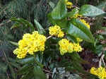 Mahonia pospolita