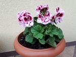 Pelargonia